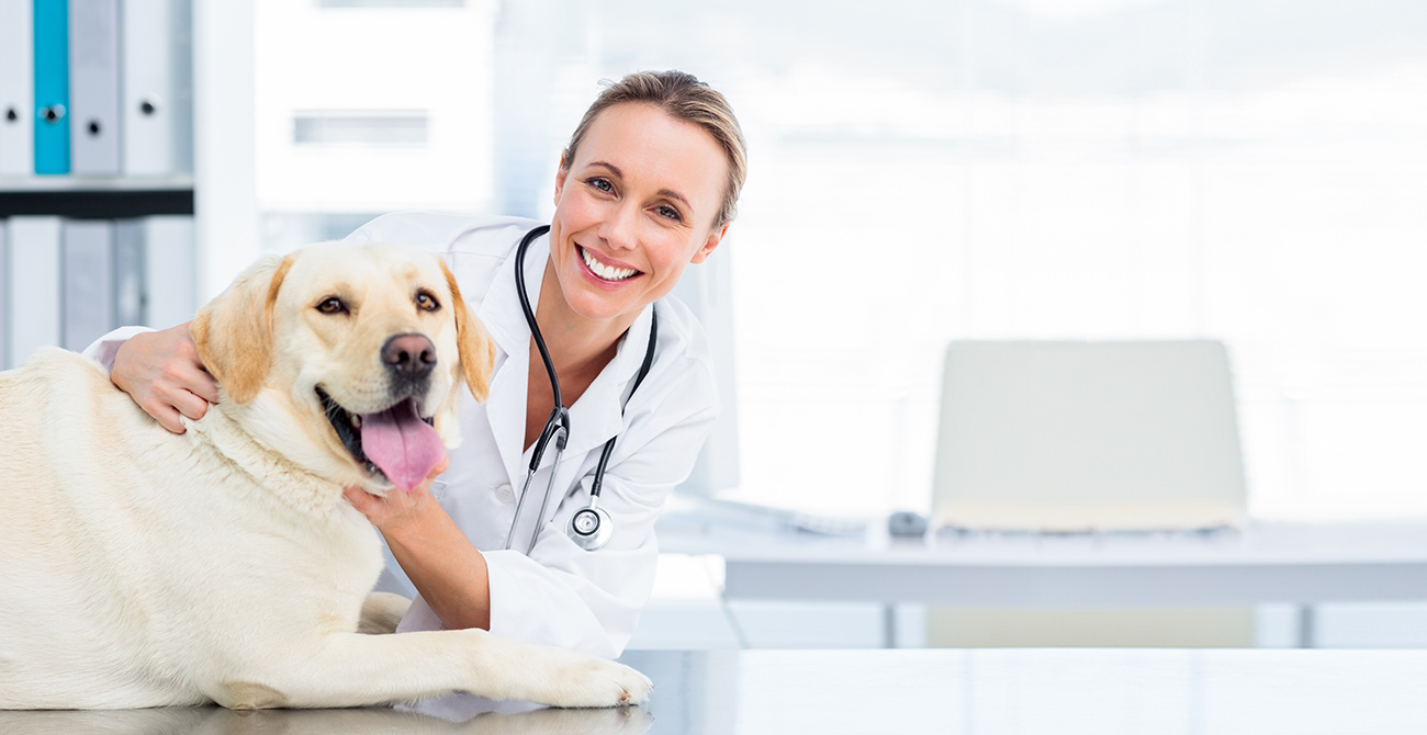 vet-dog-about-us